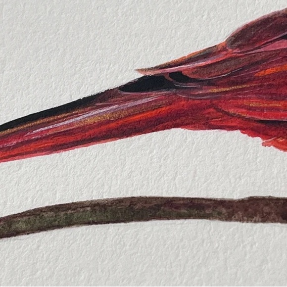 Original Watercolor Cardinal Bird Painting by me (Shannon Perrie/Perrie… - Picture 9 of 9
